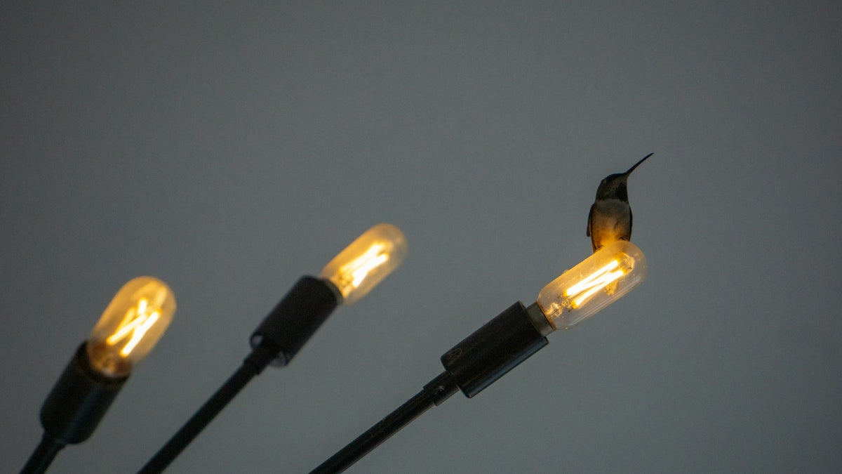 Hummingbird perches atop a warm light bulb