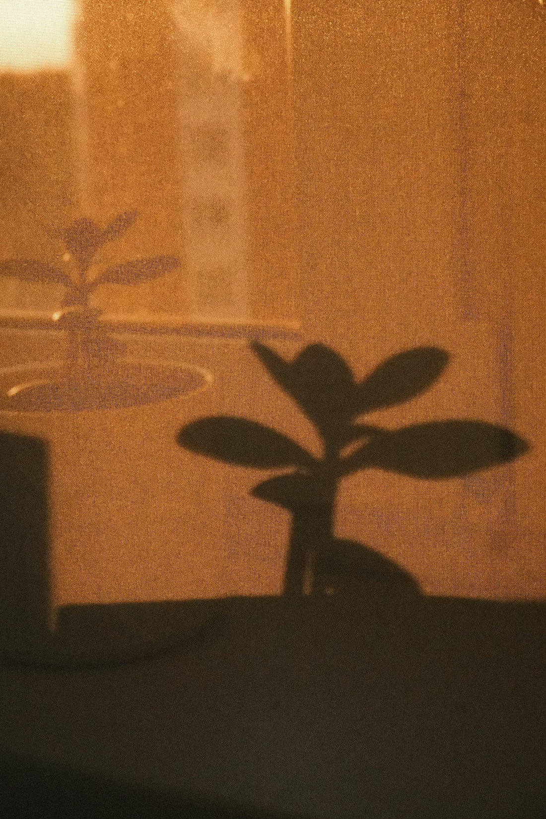 Plant silhouette and reflection in warm orange light